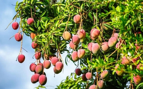 Mô hình trồng xoài Đài Loan ở huyện Cầu Kè Trái cây Dũng mập #17 Mô hình trồng xoài Đài Loan ở huyện Cầu Kè Trái cây Dũng mập